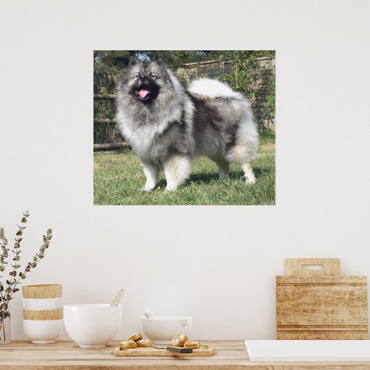 Standing Keeshond Dog ポスター (キッチン)