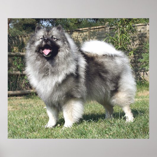 Standing Keeshond Dog ポスター (正面)