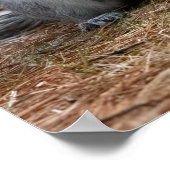 Standing Squirrel ポスター (角)