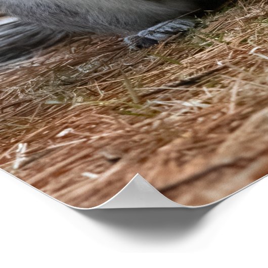 Standing Squirrel ポスター (角)