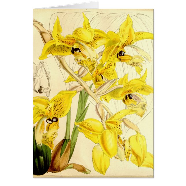 Stanhopeaのwardiiのイラストレーション (正面)