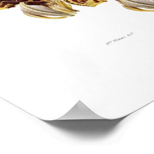 Stanhopea tigrina by Augusta Innes Withers. ポスター (角)