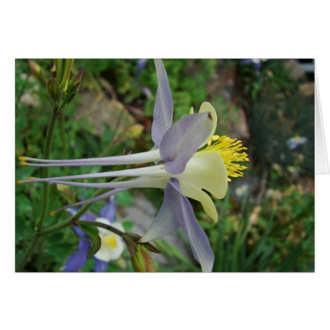 stanza di vedere (正面横)