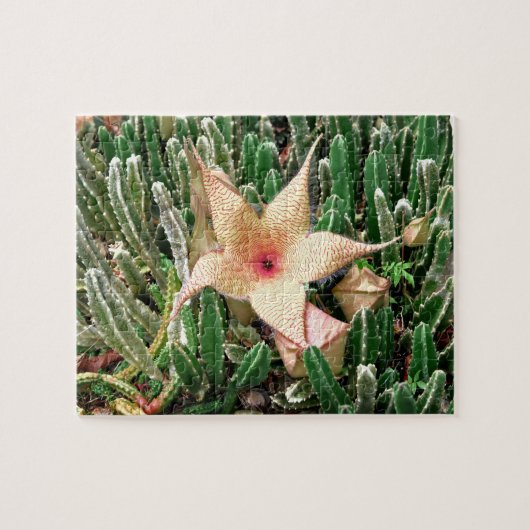 Stapelia Starfish Cactus Flower Photo ジグソーパズル (横)
