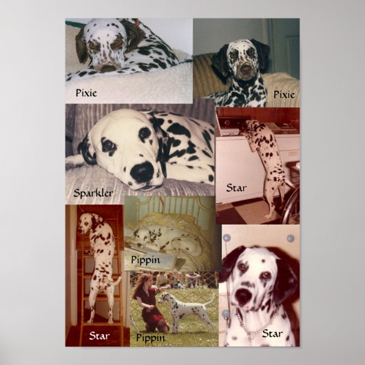 Star、Pippin、Sparkler、Pixie ポスター (正面)