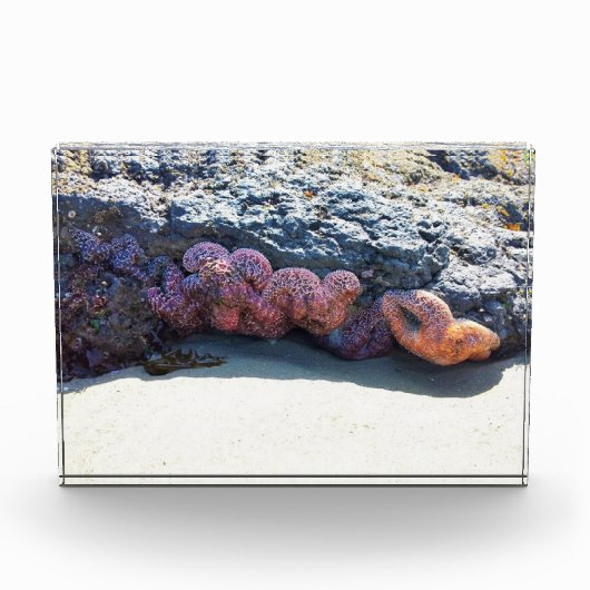 Starfishカラフル atボブクリークOR フォトブロック (正面)