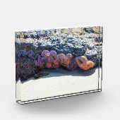 Starfishカラフル atボブクリークOR フォトブロック (左)