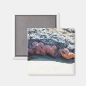 Starfishカラフル atボブクリークOR マグネット (正面/裏面)