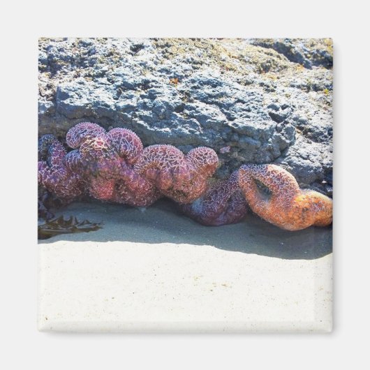 Starfishカラフル atボブクリークOR マグネット (正面)