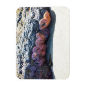 Starfishカラフル atボブクリークOR マグネット (縦)