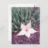 Starfishサボテンの写真はがき ポストカード (正面/裏面)