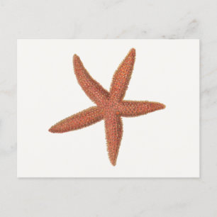 Starfish – シャーマン電燈フィッシュリトグラフ ポストカード