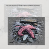 Starfish – ポストカード (正面/裏面)