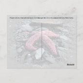 Starfish – ポストカード (裏面)
