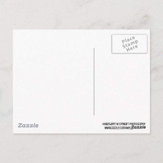 Starfish 2件ありがとうはがき ポストカード (裏面)