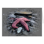 Starfish - 5" x 7"アートカード (正面横)