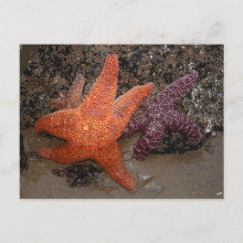 Starfish/Sea Stars, CannonビーチOR，写真1 ポストカード