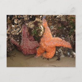 Starfish/Sea Stars, CannonビーチOR，写真3 ポストカード