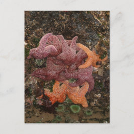Starfish/Sea Stars, CannonビーチOR,写真5 ポストカード