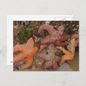 Starfish/Sea Stars in Cannonビーチ、または写真4 ポストカード (正面/裏面)