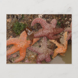 Starfish/Sea Stars in Cannonビーチ、または写真4 ポストカード