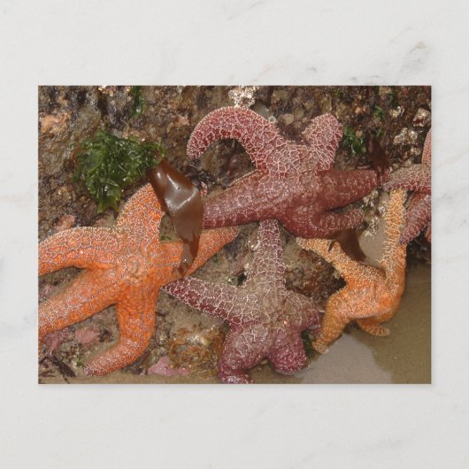 Starfish/Sea Stars in Cannonビーチ、または写真4 ポストカード (正面)