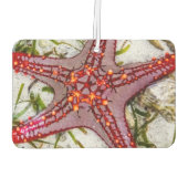 Starfish、Zanzibar、タンザニア カーエアーフレッシュナー (裏面)