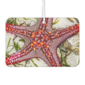 Starfish、Zanzibar、タンザニア カーエアーフレッシュナー (正面)