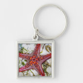 Starfish、Zanzibar、タンザニア キーホルダー (正面)