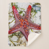 Starfish、Zanzibar、タンザニア シェルパブランケット (正面)
