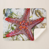 Starfish、Zanzibar、タンザニア シェルパブランケット (正面(横))