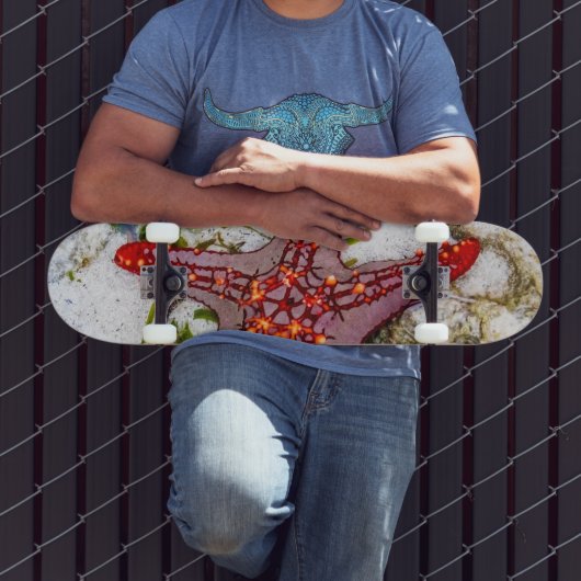 Starfish、Zanzibar、タンザニア スケートボード (室外3)