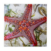 Starfish、Zanzibar、タンザニア タイル (正面)