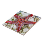 Starfish、Zanzibar、タンザニア タイル (側面)