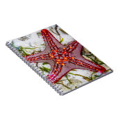 Starfish、Zanzibar、タンザニア ノートブック (右側)