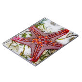 Starfish、Zanzibar、タンザニア ノートブック (左側)