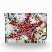 Starfish、Zanzibar、タンザニア フォトブロック (正面)