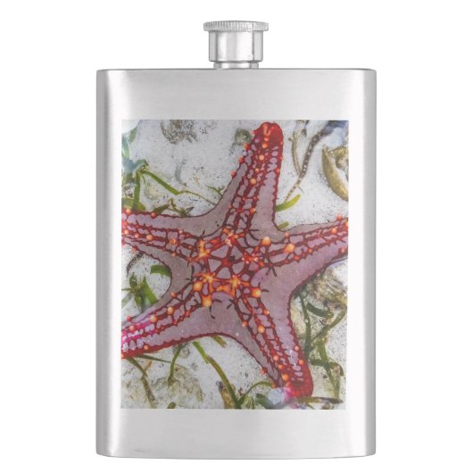 Starfish、Zanzibar、タンザニア フラスク (正面)