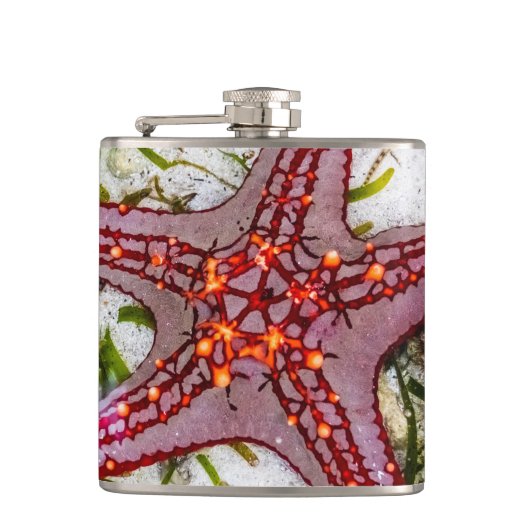 Starfish、Zanzibar、タンザニア フラスク (正面)