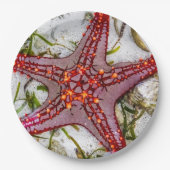 Starfish、Zanzibar、タンザニア ペーパープレート (正面)