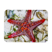 Starfish、Zanzibar、タンザニア マグネット (横)