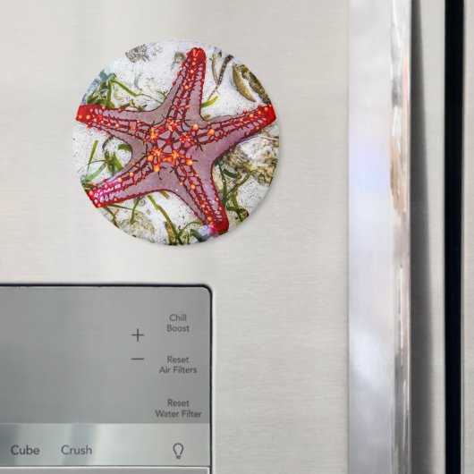 Starfish、Zanzibar、タンザニア マグネット (インサイチュ (冷蔵庫))