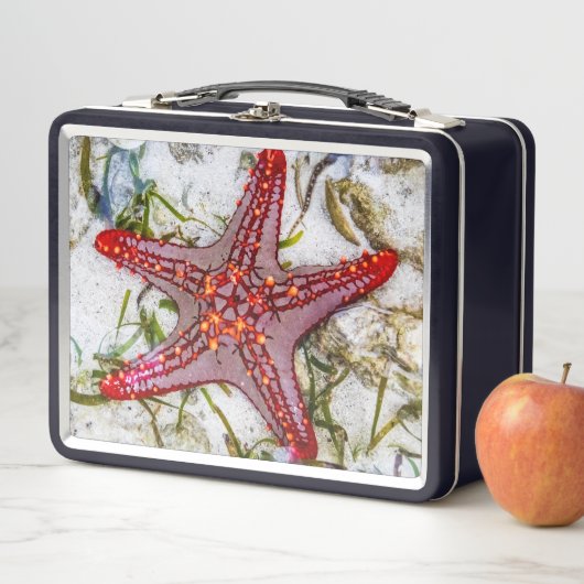 Starfish、Zanzibar、タンザニア メタルランチボックス (インサイチュ)