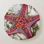 Starfish、Zanzibar、タンザニア ラウンドクッション (正面)