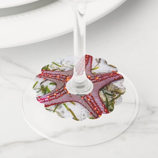 Starfish、Zanzibar、タンザニア ワイングラスタグ (クローズアップ)