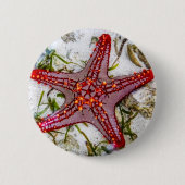 Starfish、Zanzibar、タンザニア 缶バッジ (正面)