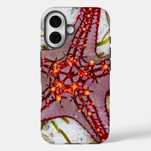 Starfish、Zanzibar、タンザニア Case-Mate iPhoneケース (裏面)
