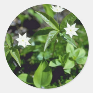 Starflower黄色い(Trientalis Borealis)の花 ラウンドシール