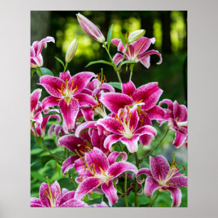 Stargazer Lilies ポスター