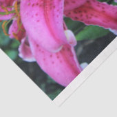 Stargazer Oriental Lilies、フルフラワー 薄葉紙 (詳細)
